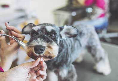 Dog Groomer Insurance
